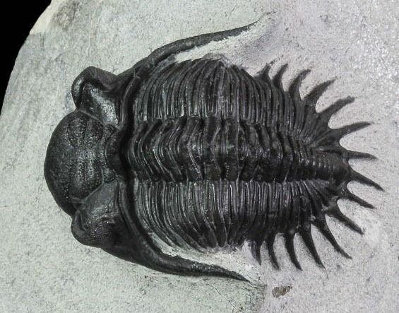 Kayserops Trilobite - Issoumour, Morocco #87578